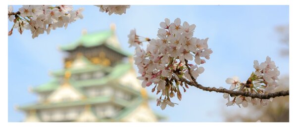 Tablou - Sakura (120x50 cm)