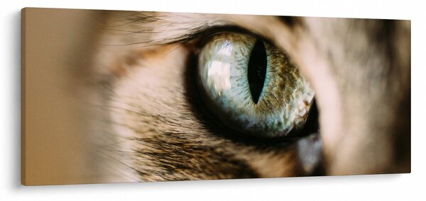 Tablou - Ochi de pisică (120x50 cm)