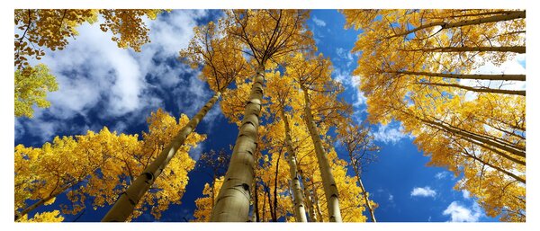 Tablou - Aspen (120x50 cm)