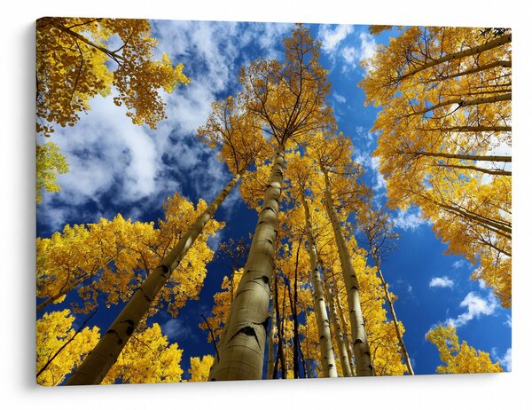 Tablou - Aspen (70x50 cm)