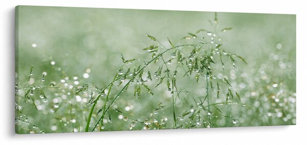 Tablou - Roua dimineții pe firele de iarbă (120x50 cm)