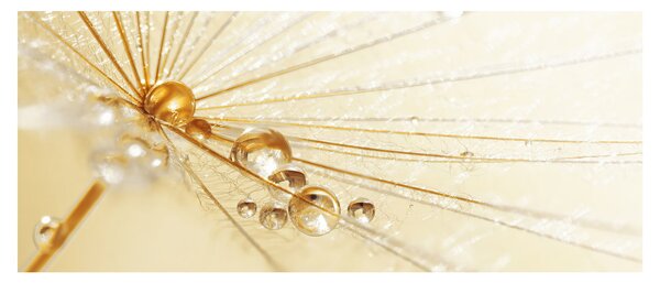 Tablou - Fotografie macro de păpădie (120x50 cm)
