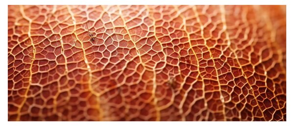 Tablou - Detaliu de textură (120x50 cm)