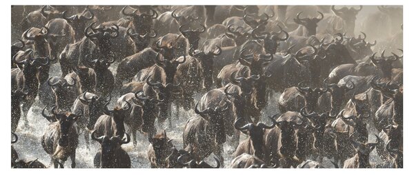 Tablou - Turmă de antilope sălbatice (120x50 cm)