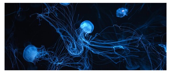Tablou - Meduză (120x50 cm)