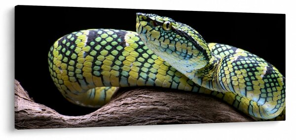 Tablou - Șarpele cu clopoței al lui Wagler (120x50 cm)