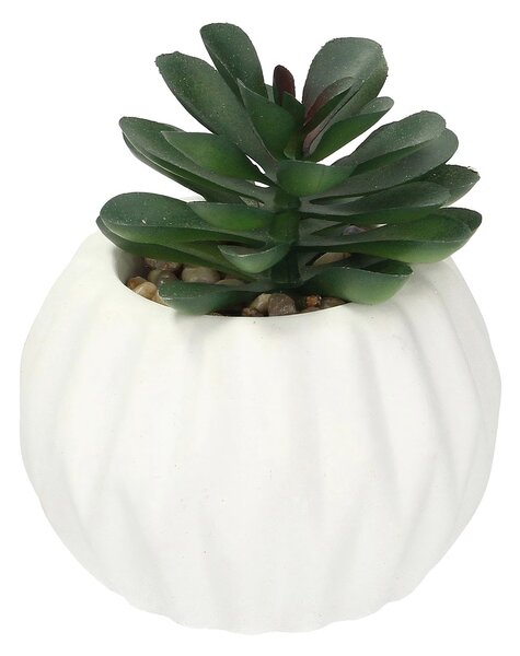 Decorațiuni Crasulla 12cm