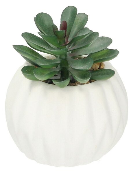 Decorațiuni Crasulla 12cm
