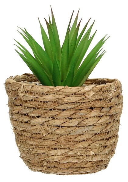 Decorațiuni cu aloe 20cm