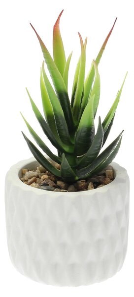 Decorațiuni cu Sansevieria 12cm