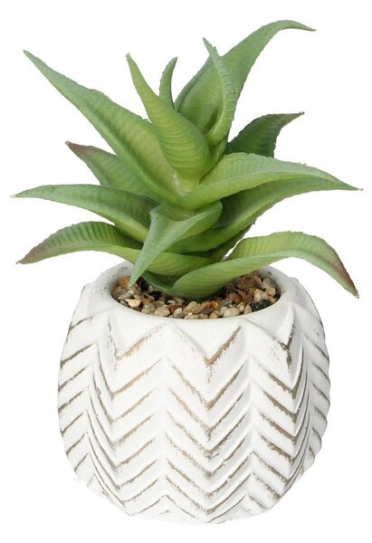 Decorațiuni cu aloe I 14cm