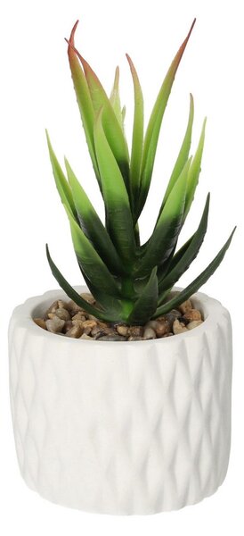 Decorațiuni cu Sansevieria 12cm
