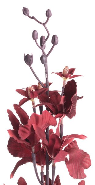 Orhidee 100cm maroon