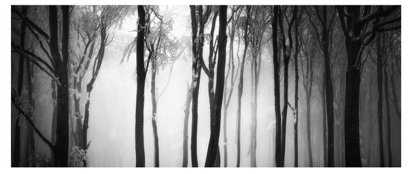 Tablou - Lup în pădurea întunecată (120x50 cm)