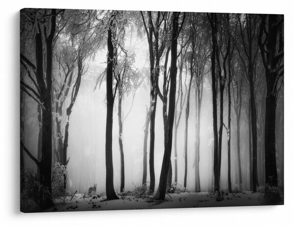 Tablou - Lup în pădurea întunecată (70x50 cm)
