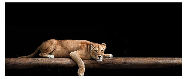 Tablou - Lioness (120x50 cm)