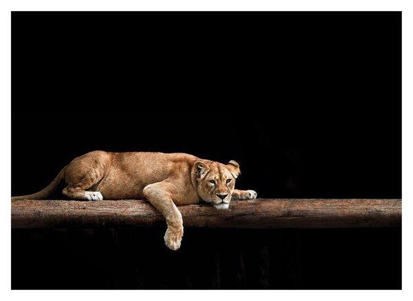 Tablou - Lioness (70x50 cm)