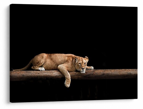 Tablou - Lioness (70x50 cm)