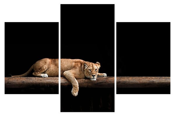 Tablou - Lioness (90x60 cm)