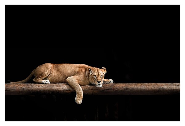 Tablou - Lioness (90x60 cm)