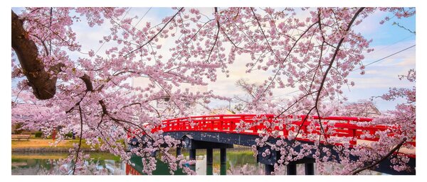 Tablou - Hirosaki, Japonia (120x50 cm)