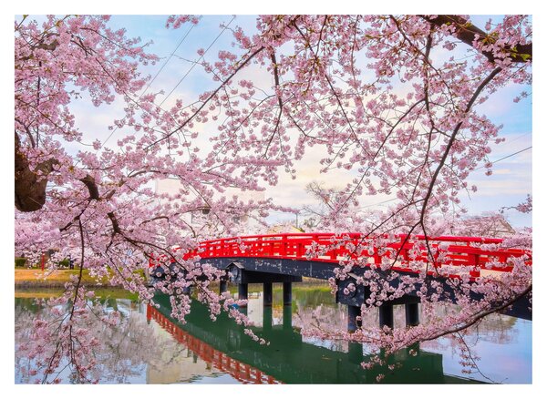 Tablou - Hirosaki, Japonia (70x50 cm)