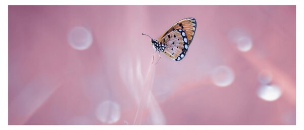 Tablou - Fluturele (120x50 cm)