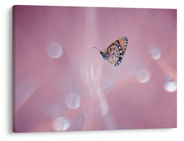 Tablou - Fluturele (70x50 cm)