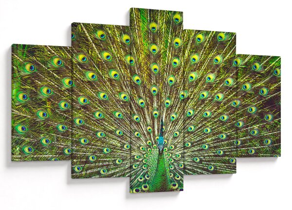 Tablou - Peacock (150x105 cm)