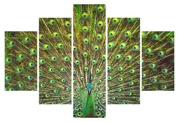 Tablou - Peacock (150x105 cm)