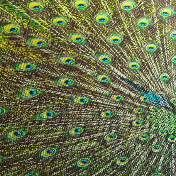 Tablou - Peacock (90x60 cm)