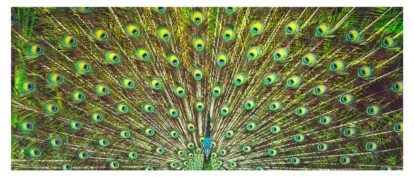 Tablou - Peacock (120x50 cm)