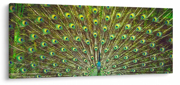 Tablou - Peacock (120x50 cm)
