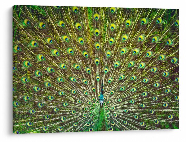 Tablou - Peacock (70x50 cm)