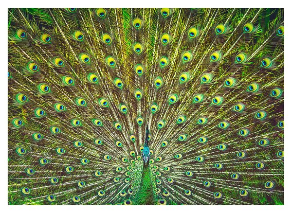 Tablou - Peacock (70x50 cm)