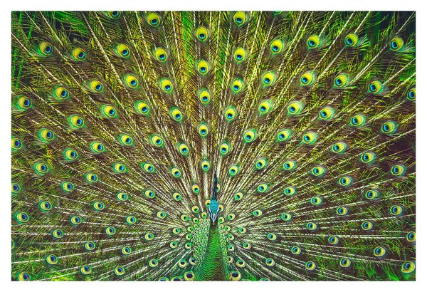 Tablou - Peacock (90x60 cm)