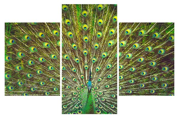 Tablou - Peacock (90x60 cm)