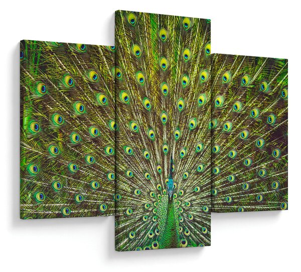 Tablou - Peacock (90x60 cm)