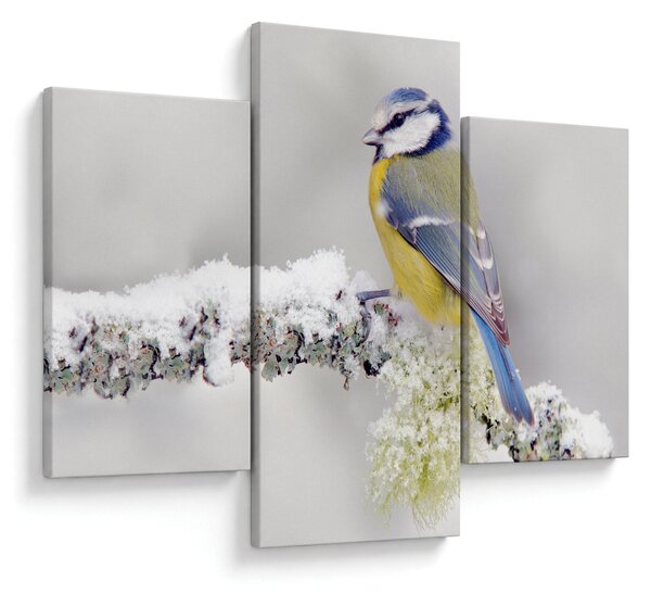 Tablou - Tit albastru în pădure (90x60 cm)