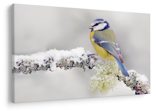 Tablou - Tit albastru în pădure (90x60 cm)