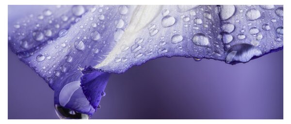 Tablou - Petală cu picături (120x50 cm)