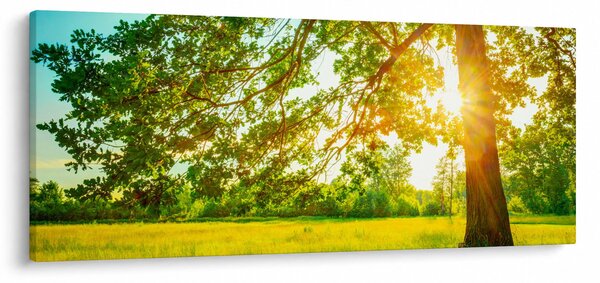 Tablou - Pădurea însorită (120x50 cm)