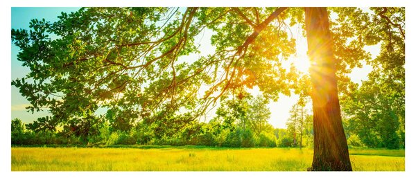 Tablou - Pădurea însorită (120x50 cm)