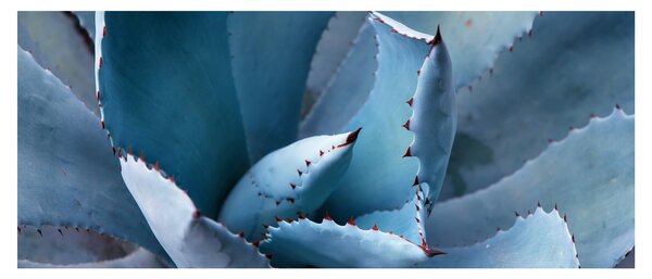 Tablou - Agave (120x50 cm)