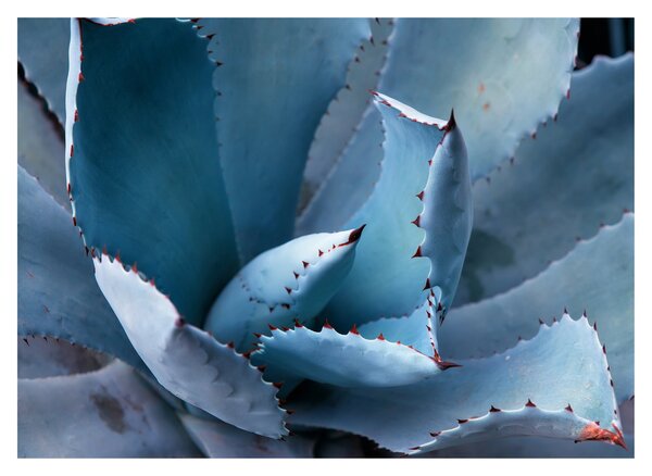Tablou - Agave (70x50 cm)