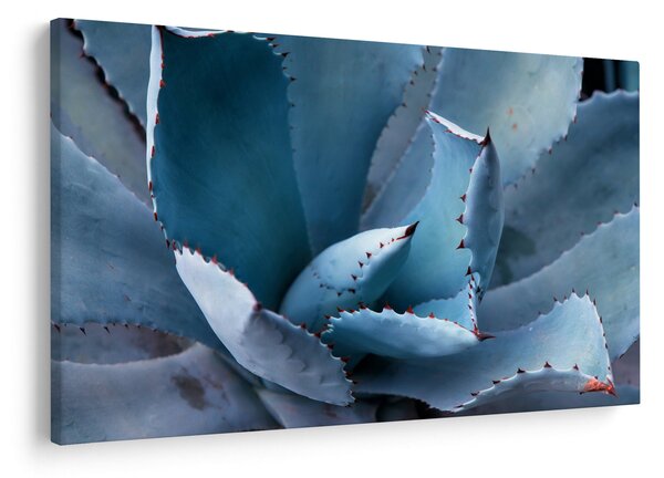Tablou - Agave (90x60 cm)