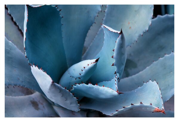 Tablou - Agave (90x60 cm)