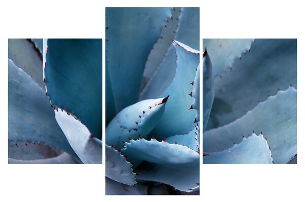 Tablou - Agave (90x60 cm)