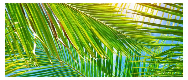 Tablou - Frunze de palmier (120x50 cm)