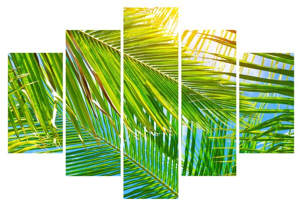 Tablou - Frunze de palmier (150x105 cm)